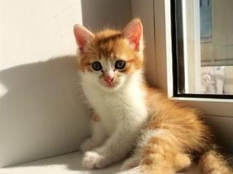 Девочка 3 месяца ?? игривая, кушает абсолютно все, к лотку приучена,  отдам в добрые и ответственные руки, желательно в квартиру без детей ?? мама - домашняя красавица, в Тольятти