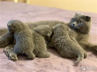        ,   16, 01, 2020,    (scottish fold cat)    (scottish stright cat)   