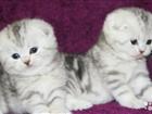  Scottish Fold  