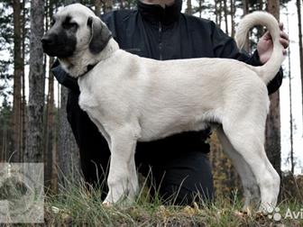      V, K,  KANGAL TURK KAN /FCI,  (,   ,  18367 FCI/)      KANGAL  