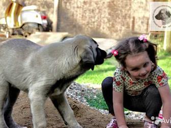   V, K, KANGAL TURK KAN   KANGAL COBAN KOPEGI, , 16, 06, 2019,    ,    ,    