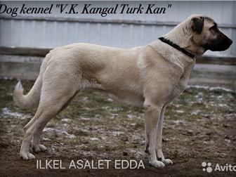      V, K,  KANGAL TURK KAN /FCI,  (,   ,  18367 FCI/)      KANGAL  