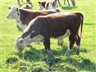 Уникальное фотографию Другие животные Герефорд чистопородные коровы и телята 76750297 в Самаре