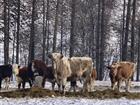 Скачать фото Другие животные Закуп крупного рогатого скота по всей России 86687556 в Уфе