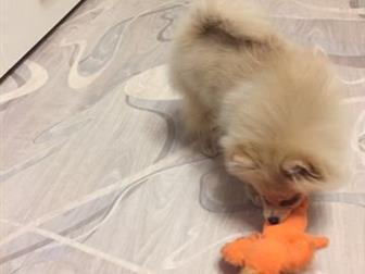  -   4,5 , , ,  ,      ,     