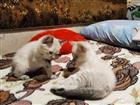 Котята добрые