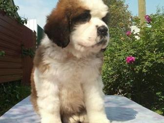         , 19, 06, 19    Angels Keeper Tyareg (Large Paw Kirill x Nazaretyanin Shaxinya 2)x  