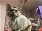 Devon Rex