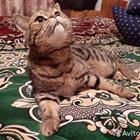 Скотиш страйт