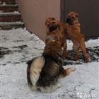 Щенки лучшей породы