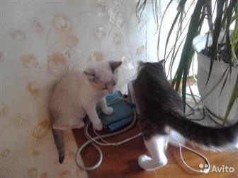     2  (  ),   ,     -, ,   ,   -    