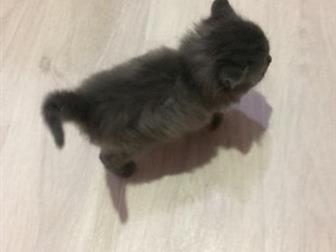   ,  1,5 ,   ,  