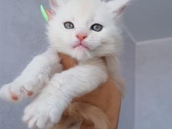      -,  ,    ,  ,   ,  ,   ,    