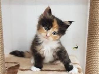     -,      17, 10, 2019,        ,      ,  