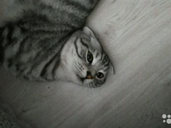      Scottish Fold,  ,, ,  