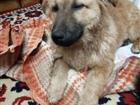 Кавказская овчарка